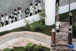 卡塔尔熊猫馆正式对公众开放 - 西安网