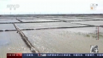 新闻调查丨土壤改良+技术支持 让民乐村“盐碱地”变“致富田” - 西安网