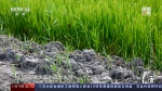 新闻调查丨土壤改良+技术支持 让民乐村“盐碱地”变“致富田” - 西安网
