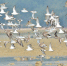 人鸟和谐共生 广西北海银滩迎来大批候鸟过冬 - 西安网