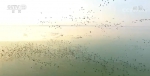 历经十年修复 “中国鹤湖”升金湖重回万鸟翔集美丽景象 - 西安网