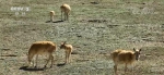 生态逐渐恢复 可可西里无人区重现藏羚羊迁徙震撼场面 - 西安网
