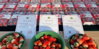 西安高新区：草莓变“网红” 助力乡村振兴 - 西安网