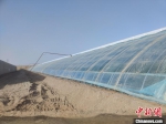 沙中“生”果 探访新疆南部戈壁设施农业 - 西安网