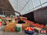 图为工人正在对采摘的西红柿进行分拣装箱。　喇小飞 摄 - 西安网