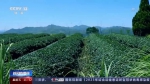 传承技艺茶叶飘香 今年我国茶叶总产值预计首超3000亿元 - 西安网