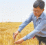 张养利：培育旱地小麦“希望之种” - 西安网