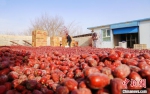 目前，新疆红枣种植面积已达480多万亩(含新疆生产建设兵团)，居中国首位。　买买提艾力·艾尼瓦尔 摄 - 西安网