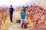 新疆南部若羌、洛浦等县市的红枣更具特色，当地由于气候干燥，几乎没有病虫害。　买买提艾力·艾尼瓦尔 摄 - 西安网