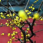 今日立春：“十二月花令”——正月梅花 - 西安网