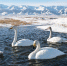 新疆巴里坤天鹅与雪山同框构成唯美生态景观画 - 西安网