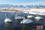 新疆巴里坤天鹅与雪山同框构成唯美生态景观画 - 西安网