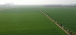冬小麦面积稳中有增 科技小分队奔赴春耕一线 - 西安网