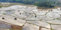 春耕生产开局良好 耐盐碱水稻新品种大面积推广 - 西安网