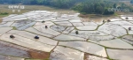春耕生产开局良好 耐盐碱水稻新品种大面积推广 - 西安网