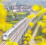 陕西汉中：“春日列车”穿梭金色油菜花海 - 西安网