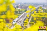 陕西汉中：“春日列车”穿梭金色油菜花海 - 西安网