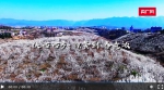 春日里的中国丨陕西西乡：万亩樱桃开 特色产业助力乡村变富变美 - 西安网