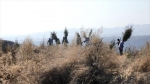“不留一寸荒山”——陕西宜川“悬崖造林队”种树记 - 西安网