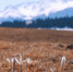 新疆喀拉峻草原顶冰花破冰盛开 传递着春天的讯息 - 西安网