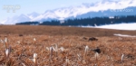 新疆喀拉峻草原顶冰花破冰盛开 传递着春天的讯息 - 西安网