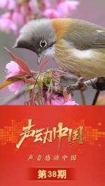声动中国｜“听见鸟、看见鸟，特别好” - 西安网