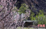 白玉县河谷间盛开的桃花。　白玉融媒 摄 - 西安网