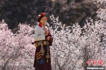 白玉县河坡镇桃花林间身穿民族服饰的藏族女孩。　白玉融媒 摄 - 西安网