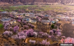 道孚正在盛开的杏花与藏式民居。　苏锐 摄 - 西安网