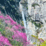 秦岭万亩紫荆花盛开 花海与飞瀑“同框” - 西安网