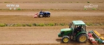大豆带状复合种植 促进土地增效 助力农民增收 - 西安网