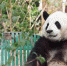 大熊猫“萌兰”开启吃播模式 憨态用餐引围观 - 西安网