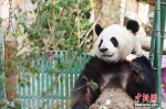 大熊猫“萌兰”开启吃播模式 憨态用餐引围观 - 西安网