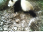 野生大熊猫首次现身周至保护区108国道东侧 - 西安网