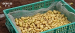 260万粒马铃薯“原原种”喜获丰收 助力马铃薯高效种植 - 西安网