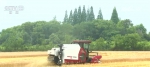 大规模小麦机收全面展开 “三夏”服务助收割 - 西安网