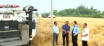 大规模小麦机收全面展开 “三夏”服务助收割 - 西安网