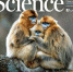 秦岭金丝猴登上Science封面！西北大学研究团队首次揭示灵长类社会演化之谜 - 西安网