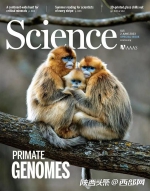 秦岭金丝猴登上Science封面！西北大学研究团队首次揭示灵长类社会演化之谜 - 西安网