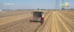 麦收季遇到连续阴雨天 河南新乡采取互助形式保障小麦晾晒 - 西安网