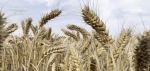 麦收季遇到连续阴雨天 河南新乡采取互助形式保障小麦晾晒 - 西安网