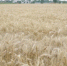 【夏收现场】  知识落“地”助丰收  耕地质量提升示范田小麦增产53.6% - 西安网