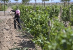 戈壁荒滩上打造“紫色奇迹”——宁夏葡萄酒产业发展新观察 - 西安网