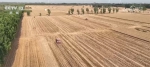 “农机+农技”相结合 小麦抢收、秋粮抢种同步展开 - 西安网
