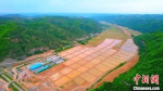 图为俯瞰五里桥村的稻田。　白腾 摄 - 西安网