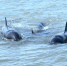画面温馨！约60只海豚在海警舰艇附近跳跃嬉戏 - 西安网