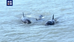 画面温馨！约60只海豚在海警舰艇附近跳跃嬉戏 - 西安网