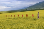 7月避暑好去处，到长安花菜籽油种植基地赏花 - 西安网