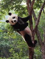 小城佛坪   熊猫来‘野’  陕西·佛坪大熊猫区域公共品牌发布暨文旅产业招商推介活动将在西安举办 - 西安网