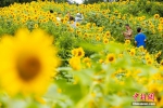 重庆巴南：数万株向日葵灿烂盛放成“花海” - 西安网